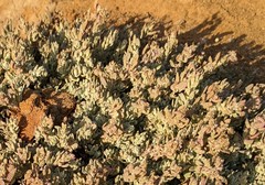 Extriplex californica