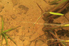 Sagittaria natans