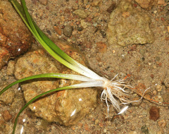 Sagittaria natans
