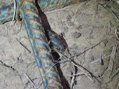 Neoscapteriscus borellii