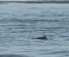 Phocoena