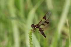Perithemis tenera