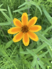 Zinnia haageana