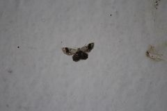 Idaea asceta