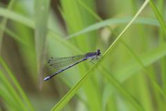 Argia fumipennis