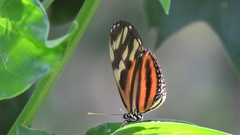 Eueides isabella eva