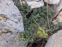 Cymopterus cinerarius