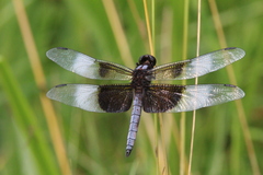 Libellula luctuosa