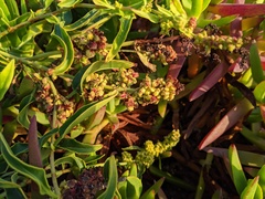 Rumex crassus