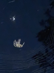 Araneus bicentenarius