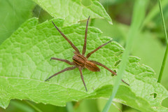 Dolomedes striatus