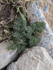 Cymopterus cinerarius