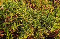 Rumex crassus
