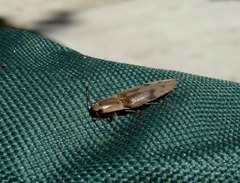 Conoderus fuscofasciatus