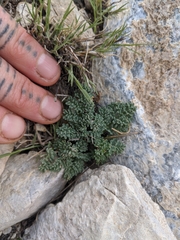 Cymopterus cinerarius