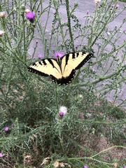 Papilio glaucus