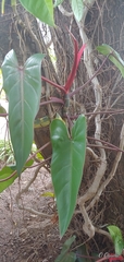 Philodendron erubescens