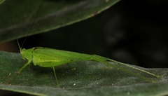 Phaneroptera gracilis
