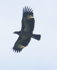 Haliaeetus leucoryphus