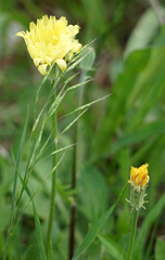 Pyrrhopappus grandiflorus