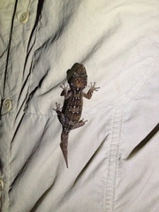 Mayotte Ground Gecko photo 3