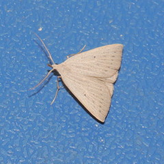 Macrochilo cribrumalis