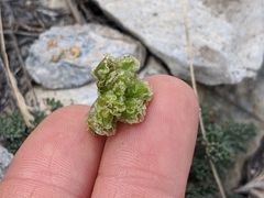 Cymopterus cinerarius