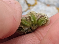 Cymopterus cinerarius
