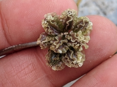 Cymopterus cinerarius