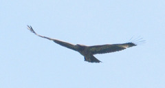 Haliaeetus leucoryphus