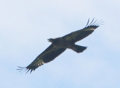 Haliaeetus leucoryphus