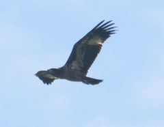 Haliaeetus leucoryphus