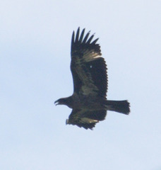 Haliaeetus leucoryphus
