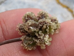 Cymopterus cinerarius