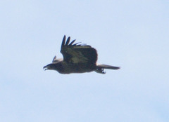 Haliaeetus leucoryphus