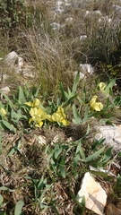 Iris lutescens