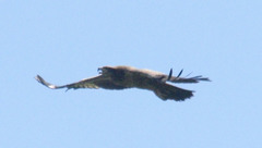 Haliaeetus leucoryphus
