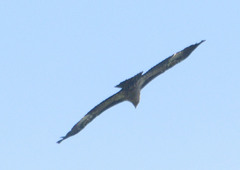 Haliaeetus leucoryphus