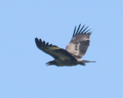 Haliaeetus leucoryphus