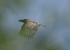 Haliaeetus leucoryphus