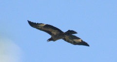 Haliaeetus leucoryphus