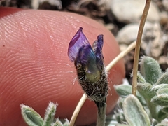 Oxytropis parryi