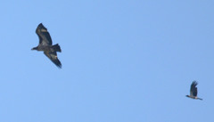 Haliaeetus leucoryphus
