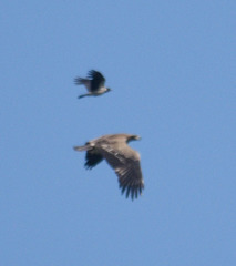 Haliaeetus leucoryphus