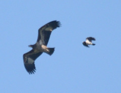 Haliaeetus leucoryphus