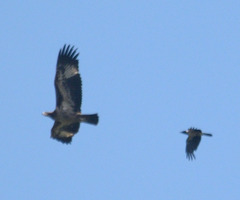 Haliaeetus leucoryphus