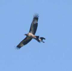 Haliaeetus leucoryphus