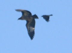 Haliaeetus leucoryphus