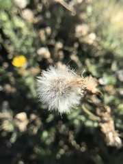Senecio adenotrichius