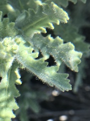Senecio adenotrichius